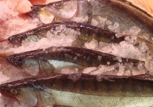 Snoekbaars